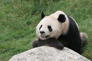 Google Panda